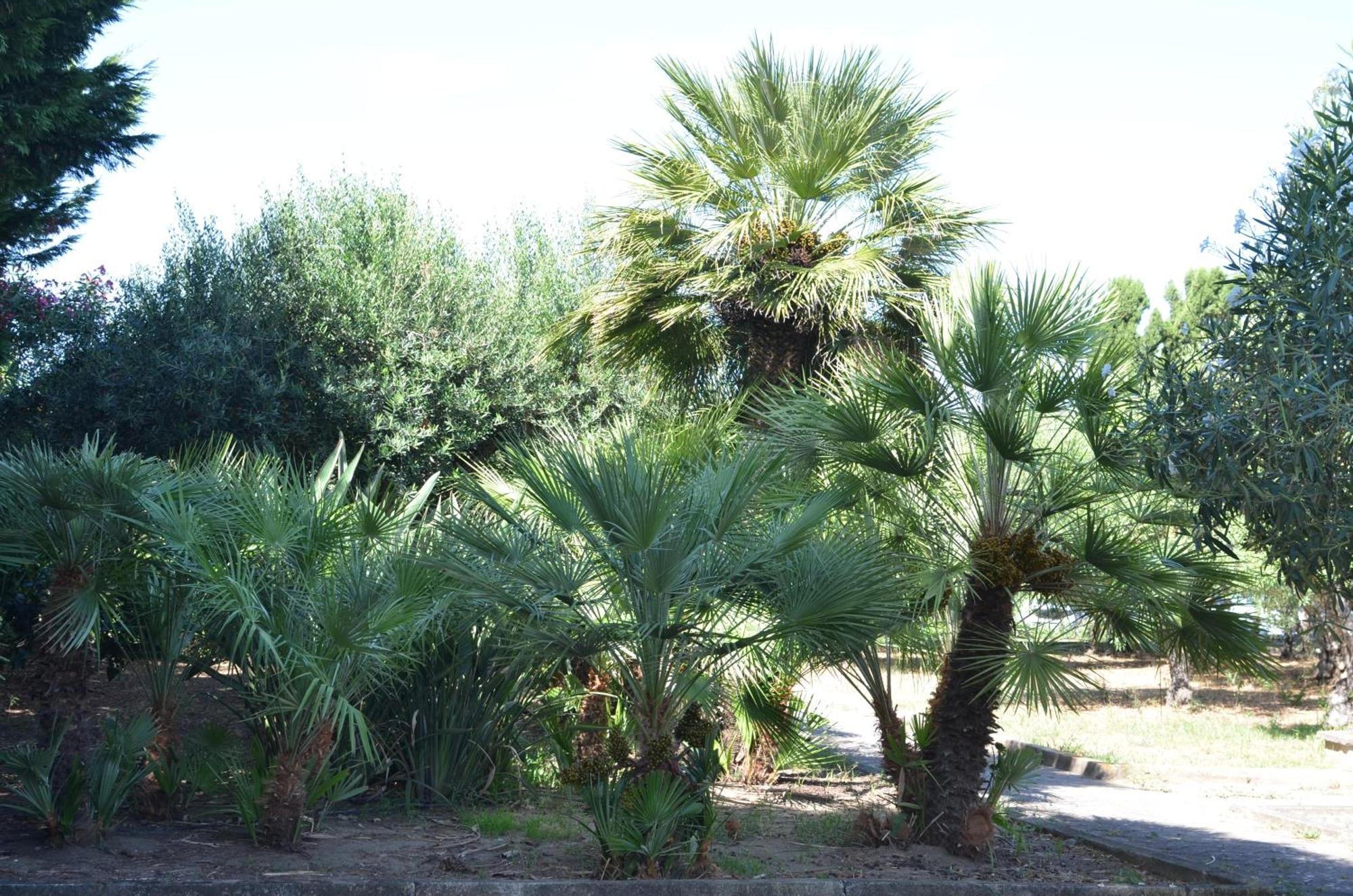 Villa Teti - Sicilia Campofelice Di Roccella Esterno foto