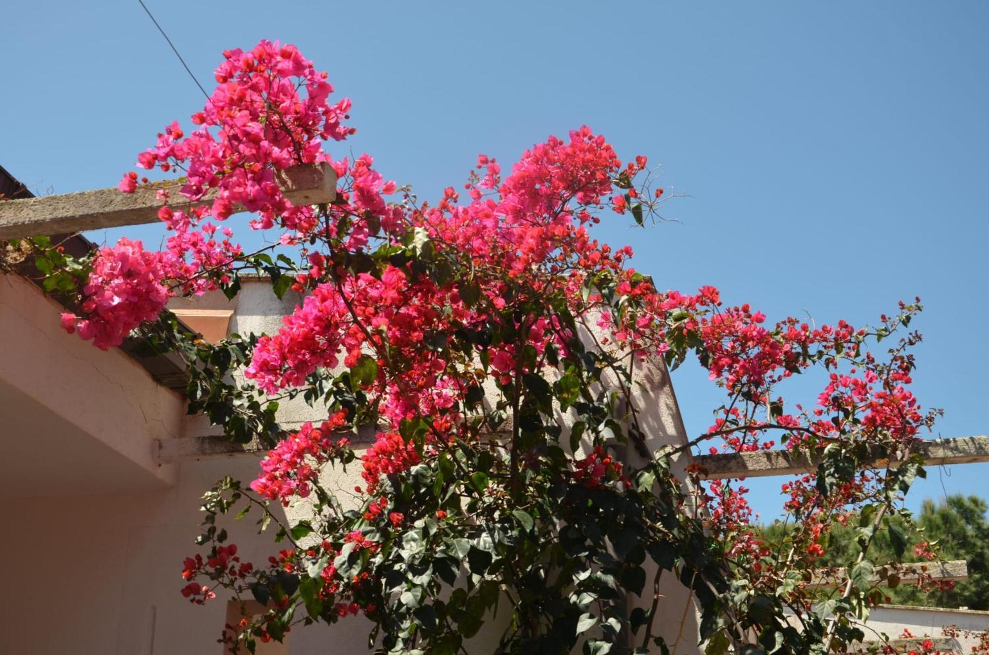 Villa Teti - Sicilia Campofelice Di Roccella Esterno foto